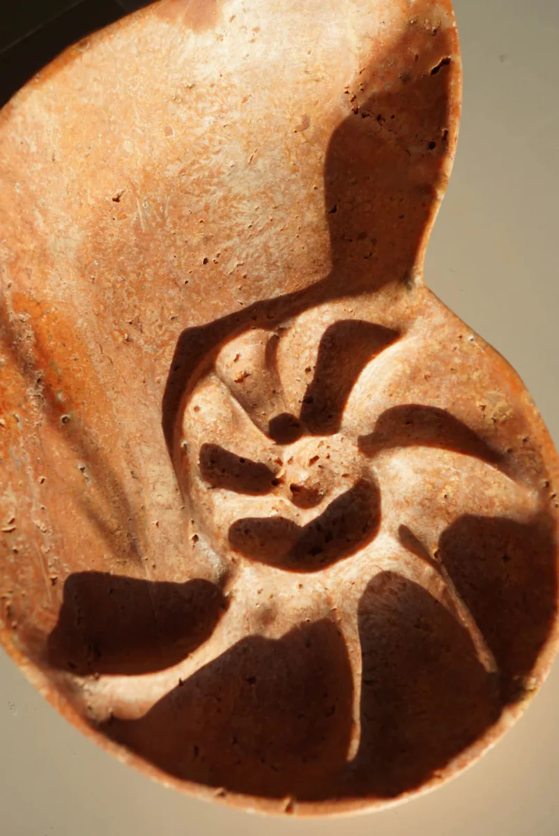 Foe & Dear Nautilus Keepsake Dish (Various Colours) - Image 20